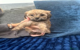 Shihpoo dogs for sale: Shih-Poo Puppies  - Image 14