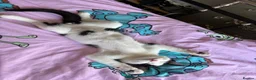 Mixed Breed cats for sale: Male black and white cat  in Littlehampton - Advert 1