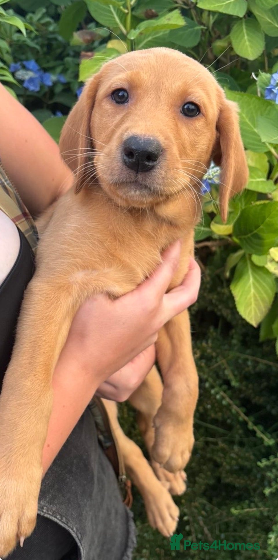 Labrador Retriever dogs Fox Red Labrador Pups – KC Registered - Advert 2