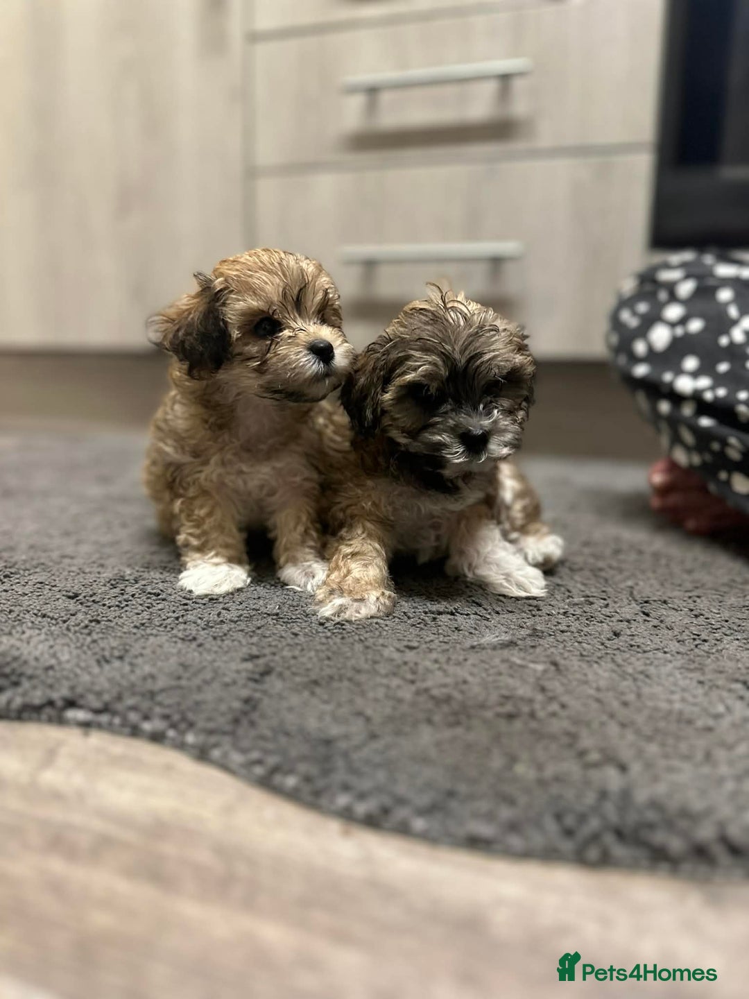 Maltipoo dogs for sale: MALTIPOO 🥰🥰 READY TO LEAVE  - Advert 16