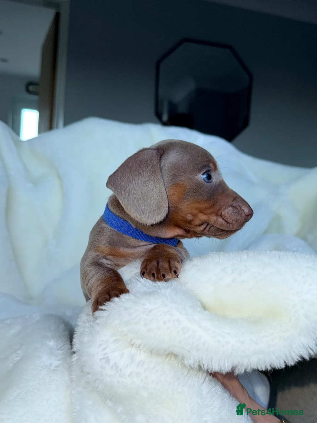 Miniature Dachshund dogs for sale: READY TO LEAVE HOME! Miniature Dachshunds for Sale - Advert 7