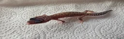 Leopard Gecko reptiles for sale: Leopard Gecko Babies Mixed Morph - Advert 5