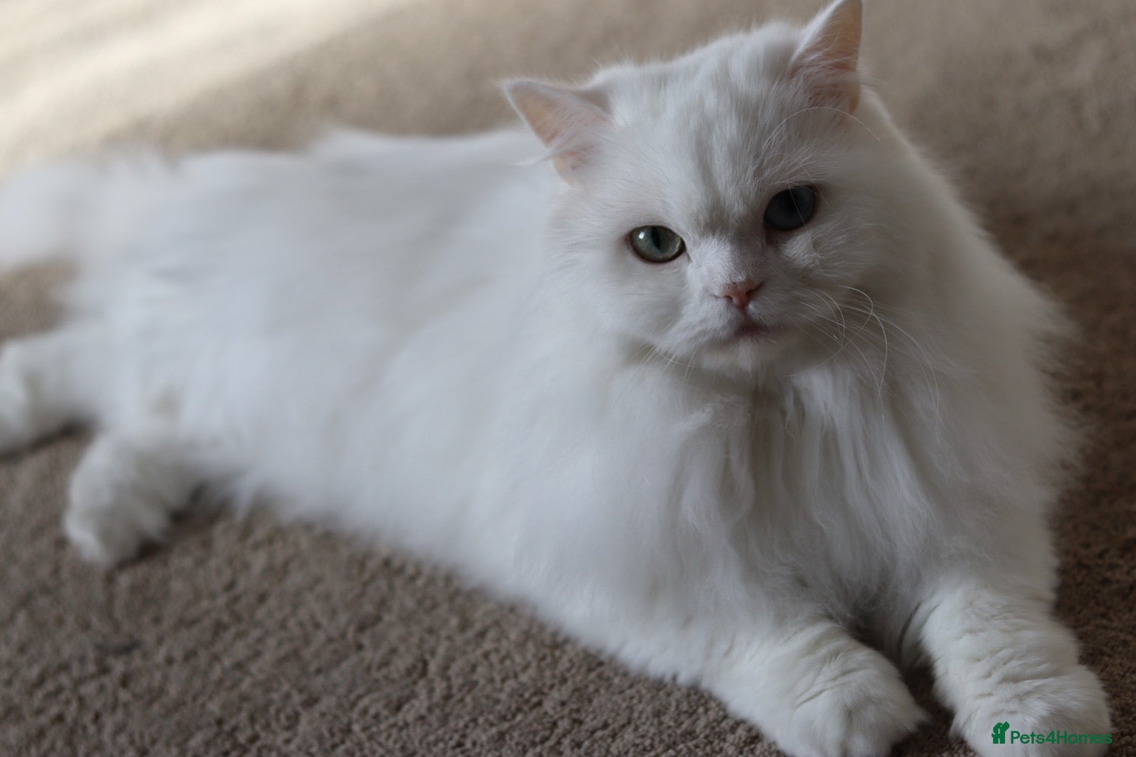 Persian cats Loving Stunning Persian Boy - Advert 15