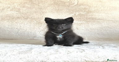 Pomsky dogs - Advert 11