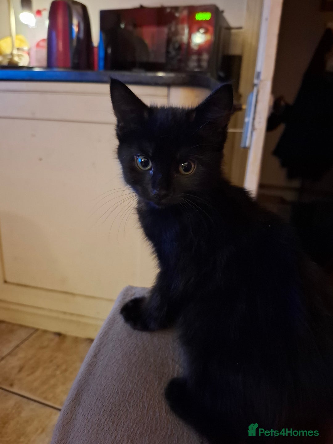 British Longhair cats for sale: 8 kittens for sale - Image 1