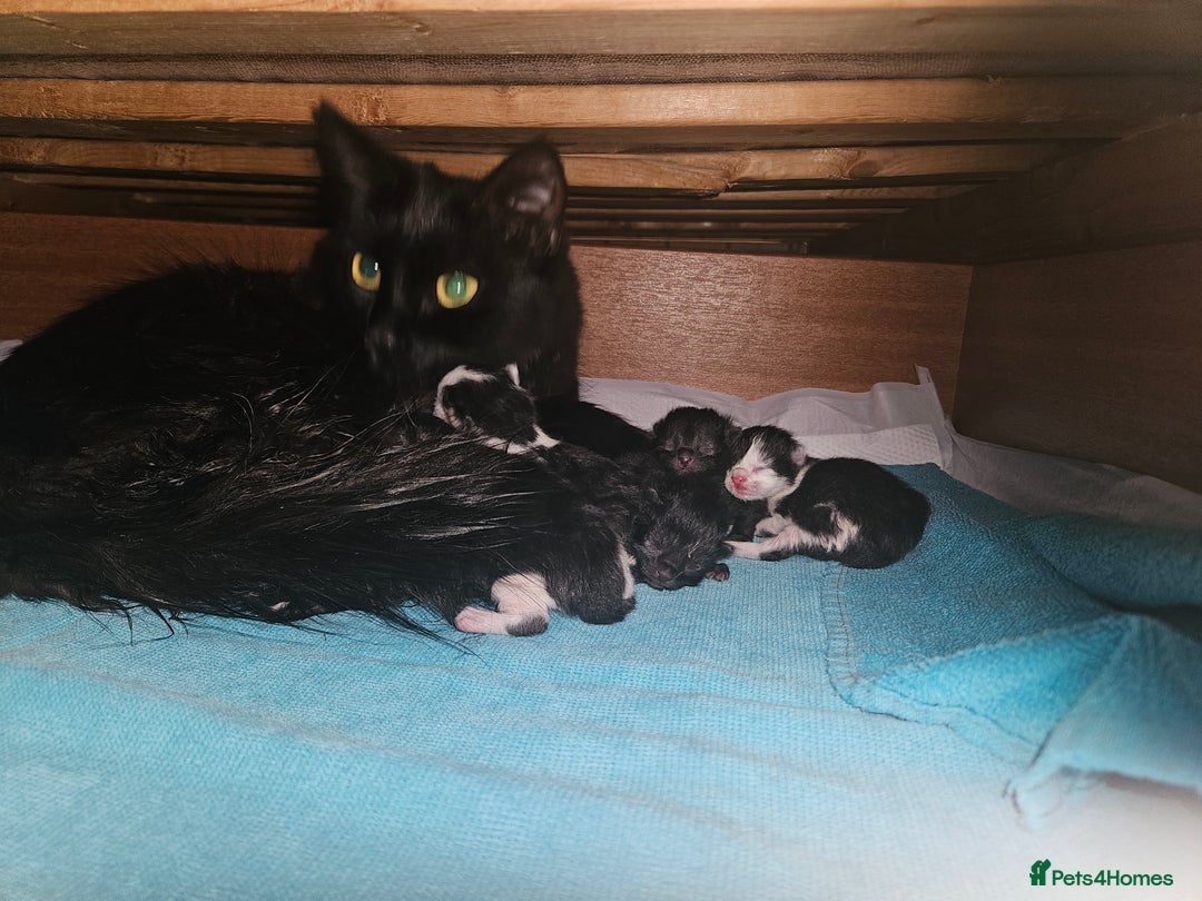 Maine Coon cats for sale: Half maine coon kittens - Image 7