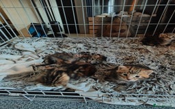 Savannah cats for sale: Savannah x Maine coon - Image 9