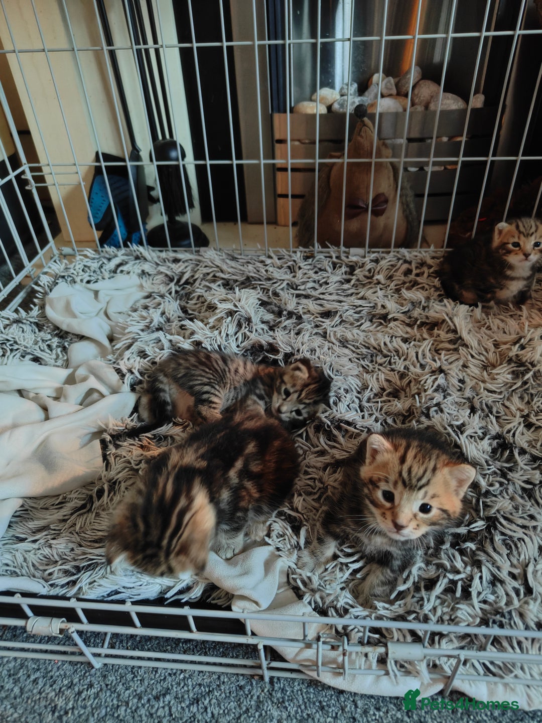 Savannah cats for sale: Savannah x Maine coon - Image 9