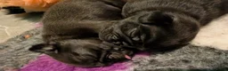 Pug dogs for sale: A beautiful litter of pugs  in Okehampton - Advert 24