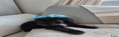 Shihpoo 3