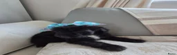 Shihpoo dogs for sale: Shihpoo for sale ready to leave in Bishop Auckland - Advert 4