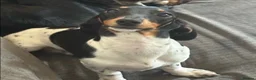 Mixed Breed dogs for sale: Miniature dachshund cross lab (dashadors)  - Advert 2