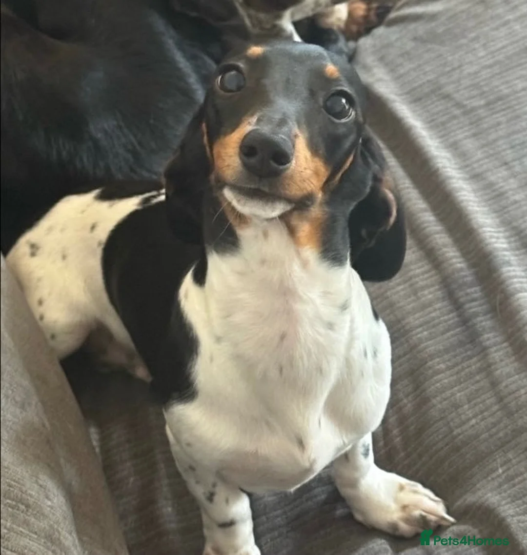 Mixed Breed dogs for sale: Miniature dachshund cross lab (dashadors)  - Advert 2