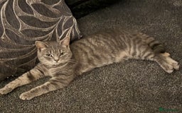 Mixed Breed cats for sale: 2 playful young cats (brother & sister) - Image 2
