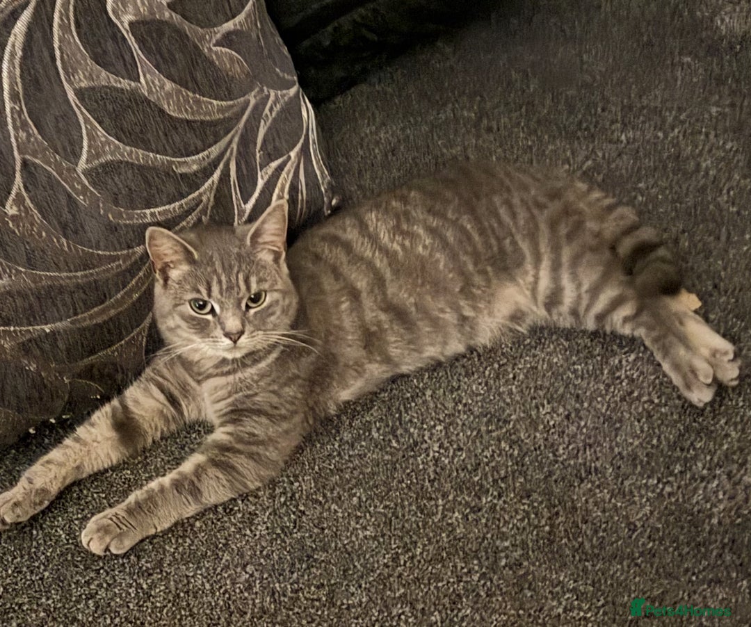 Mixed Breed cats for sale: 2 playful young cats (brother & sister) - Image 2