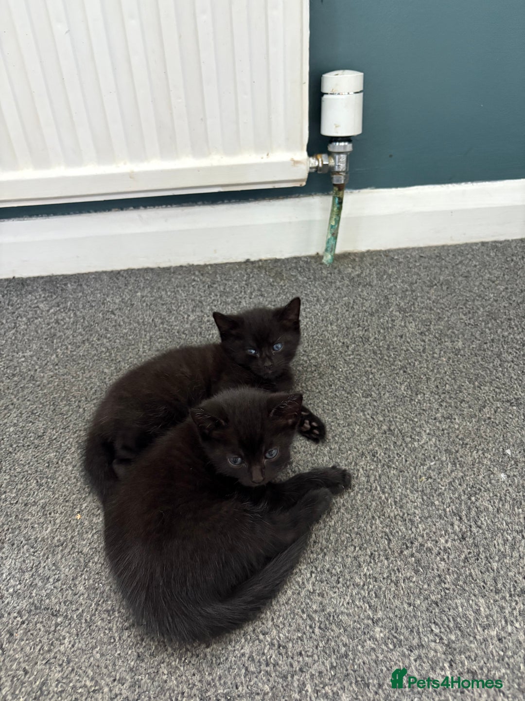 Ragdoll cats for sale: Part Ragdoll Kitten - Image 2