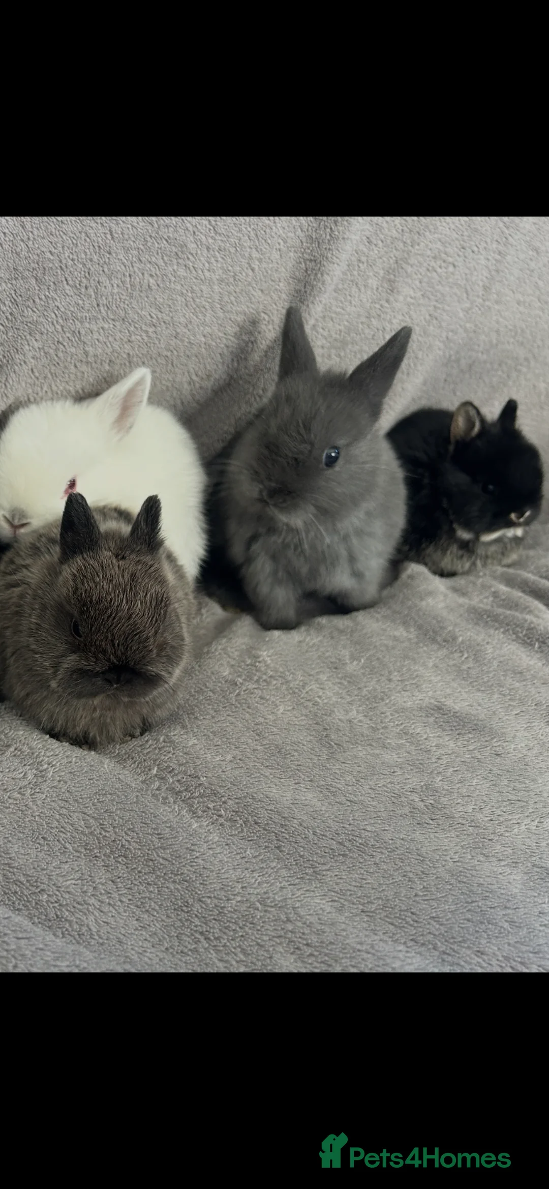 Mixed Breed rabbits for sale: Purebred Netherland dwarf and lops  - Advert 31