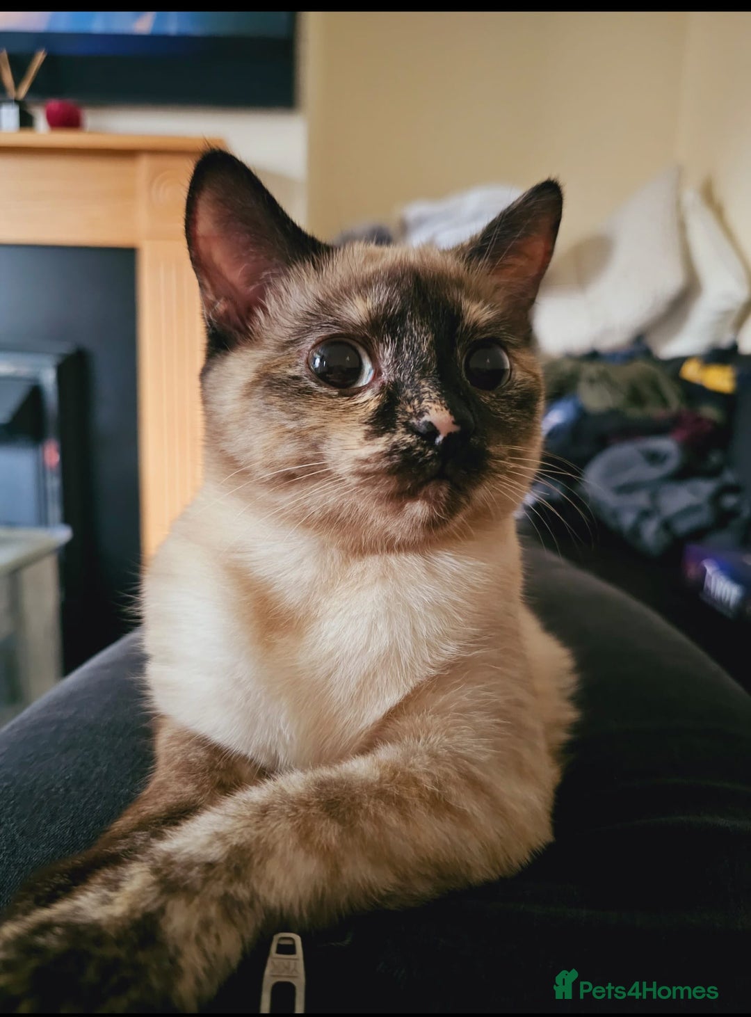 Mixed Breed cats for sale: Gorgeous 2 Girls and 3 boys For sale - Image 18