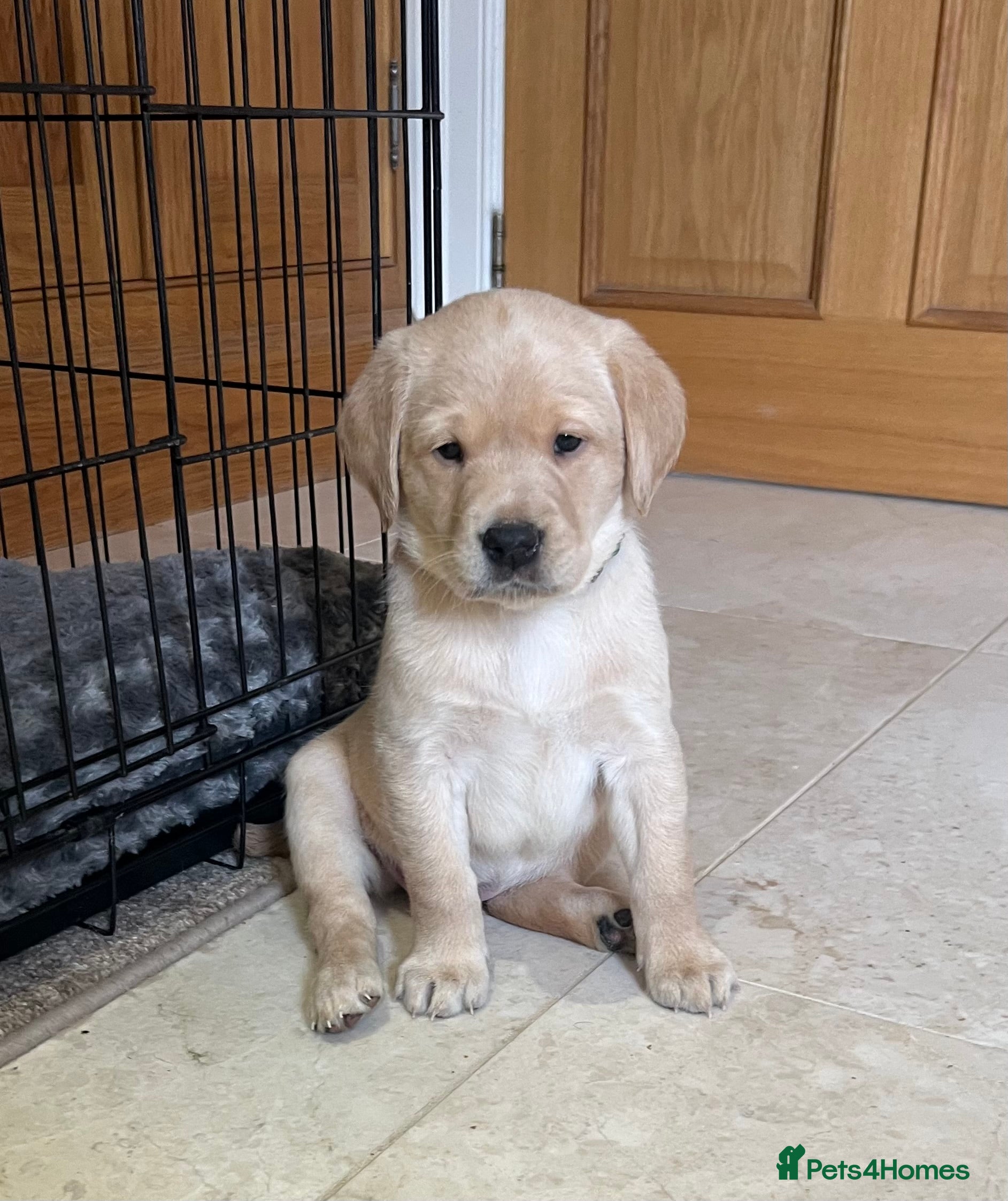 Labrador Retriever dogs Stunning KC Registered Champion line Puppies  - Advert 2