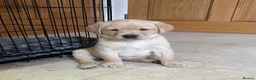 Labrador Retriever dogs for sale: Stunning KC Registered Champion line Puppies  - Advert 26