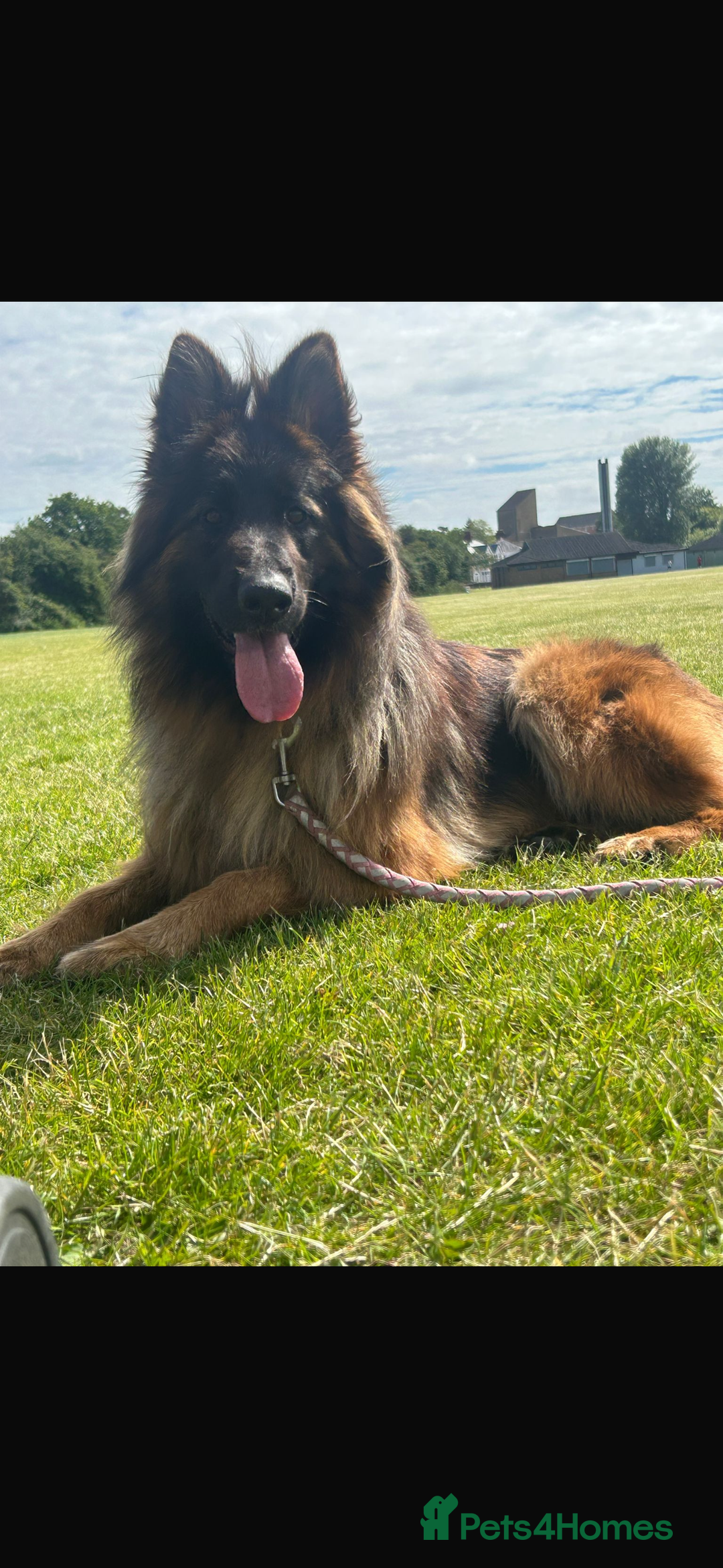 German Shepherd dogs for sale: German shepherd puppies - Advert 10