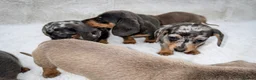 Dachshund dogs for sale: Dachshund Puppies  in Guildford - Advert 13