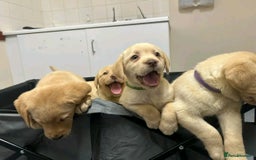 Labrador Retriever dogs for sale: Pure breed Labrador Retrievers puppies  - Image 14