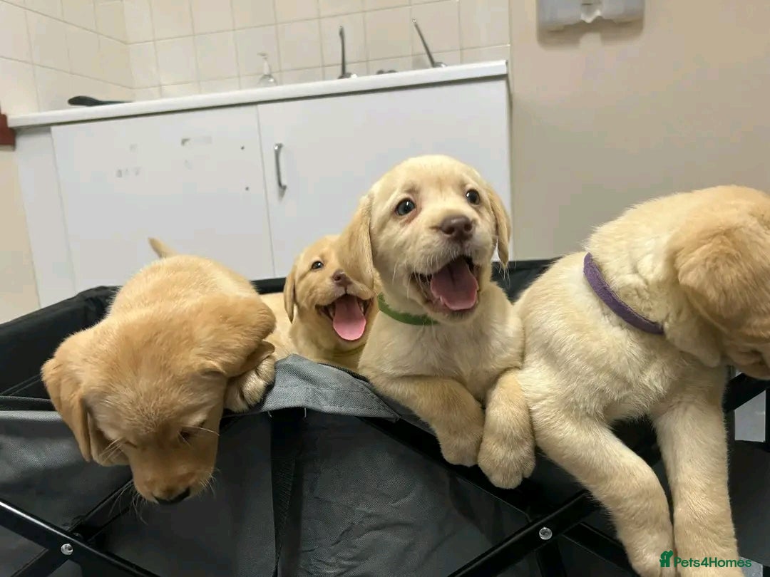 Labrador Retriever dogs for sale: Pure breed Labrador Retrievers puppies  - Image 14