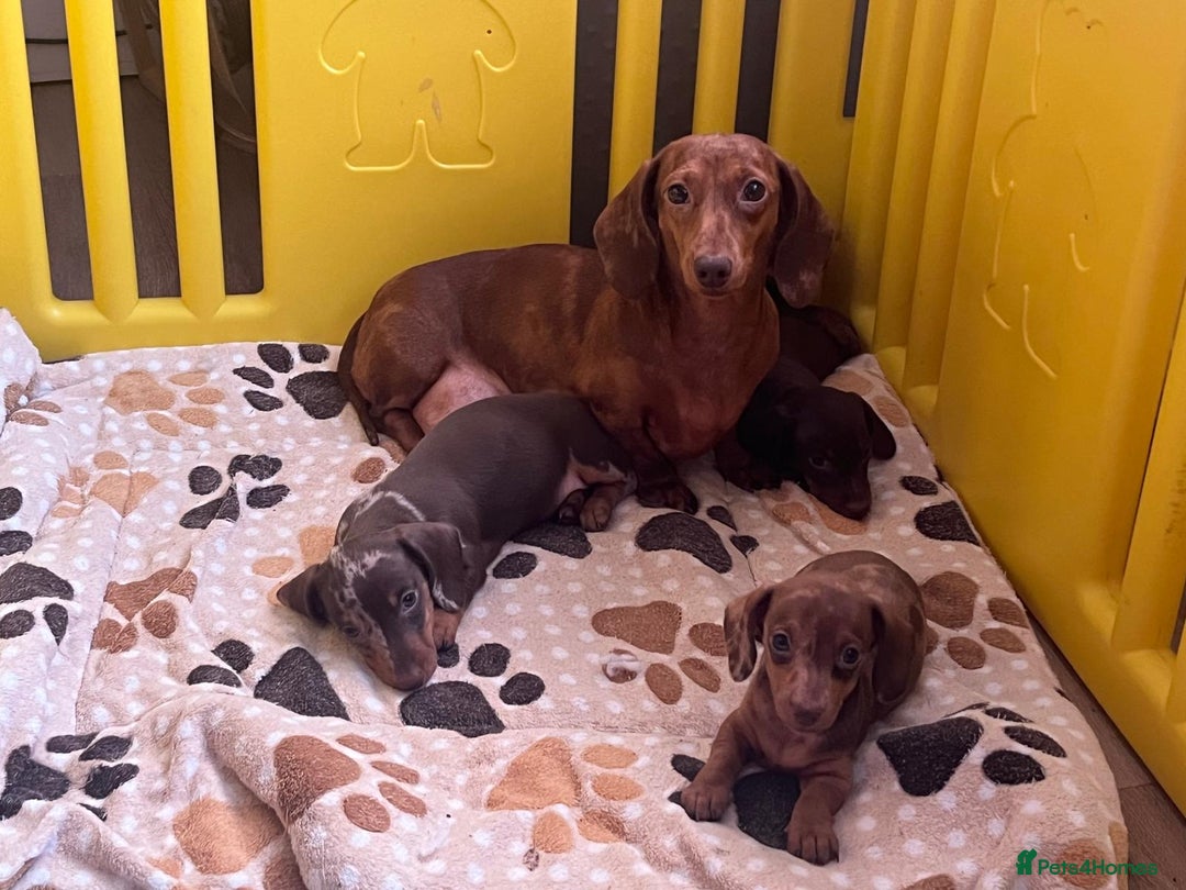 Miniature Dachshund dogs for sale: Beautiful Mini Dachshund Puppies READY  - Advert 10
