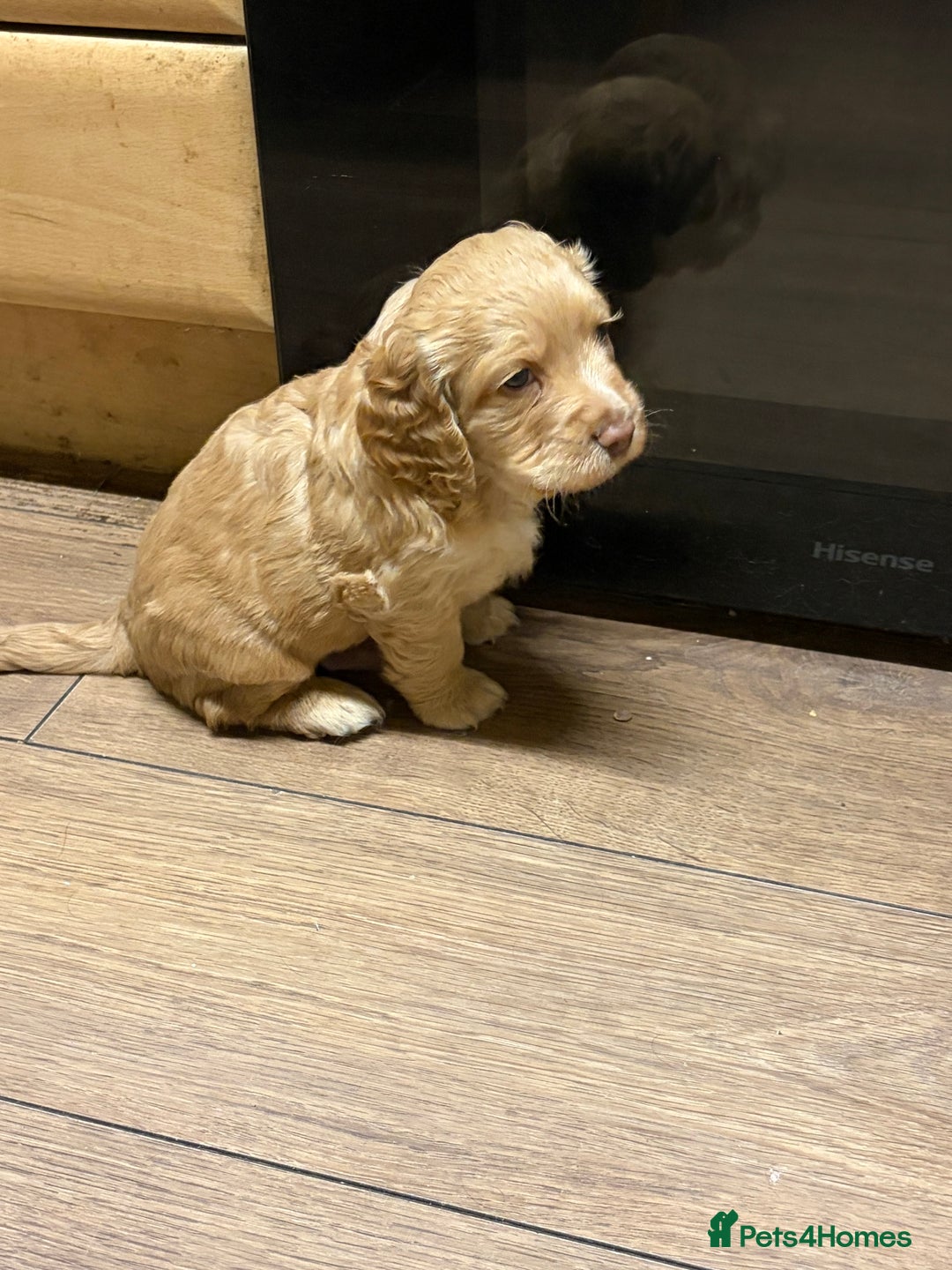 Cocker Spaniel dogs for sale: Beautiful working cocker spaniel KC registered  - Advert 4