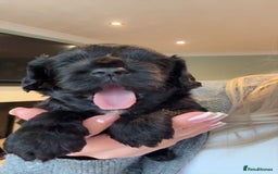 Cavapoo dogs for sale: F1 Beautiful Black Boy - Image 1