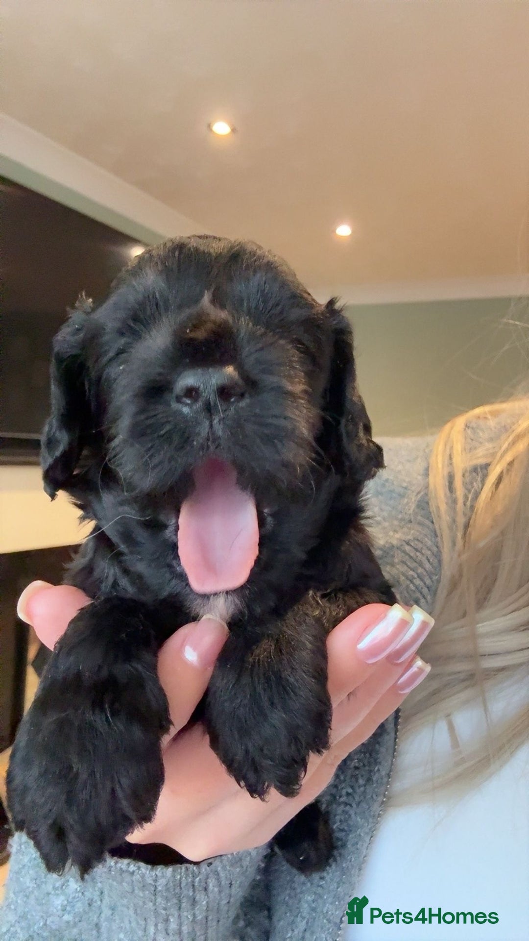 Cavapoo dogs for sale: F1 Beautiful Black Boy - Image 1