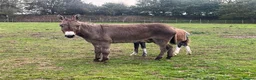 Donkey livestock for sale: Meet Maggie- a truly special Jenny donkey in foal  - Advert 3