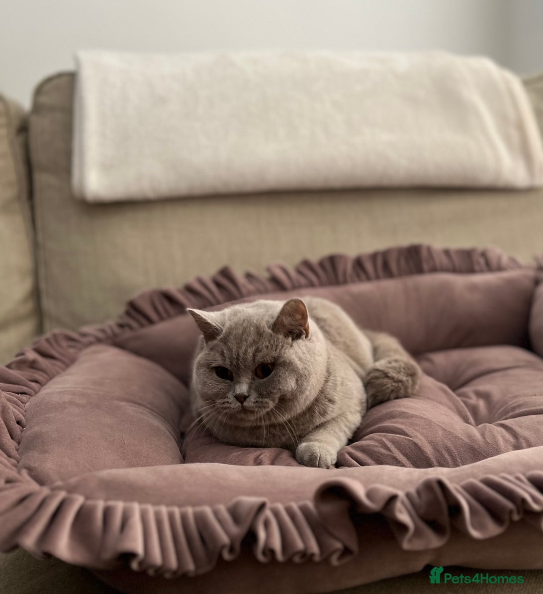 British Shorthair cats for sale: Pure Pedigree Lilac British Shorthair Boy - Advert 5