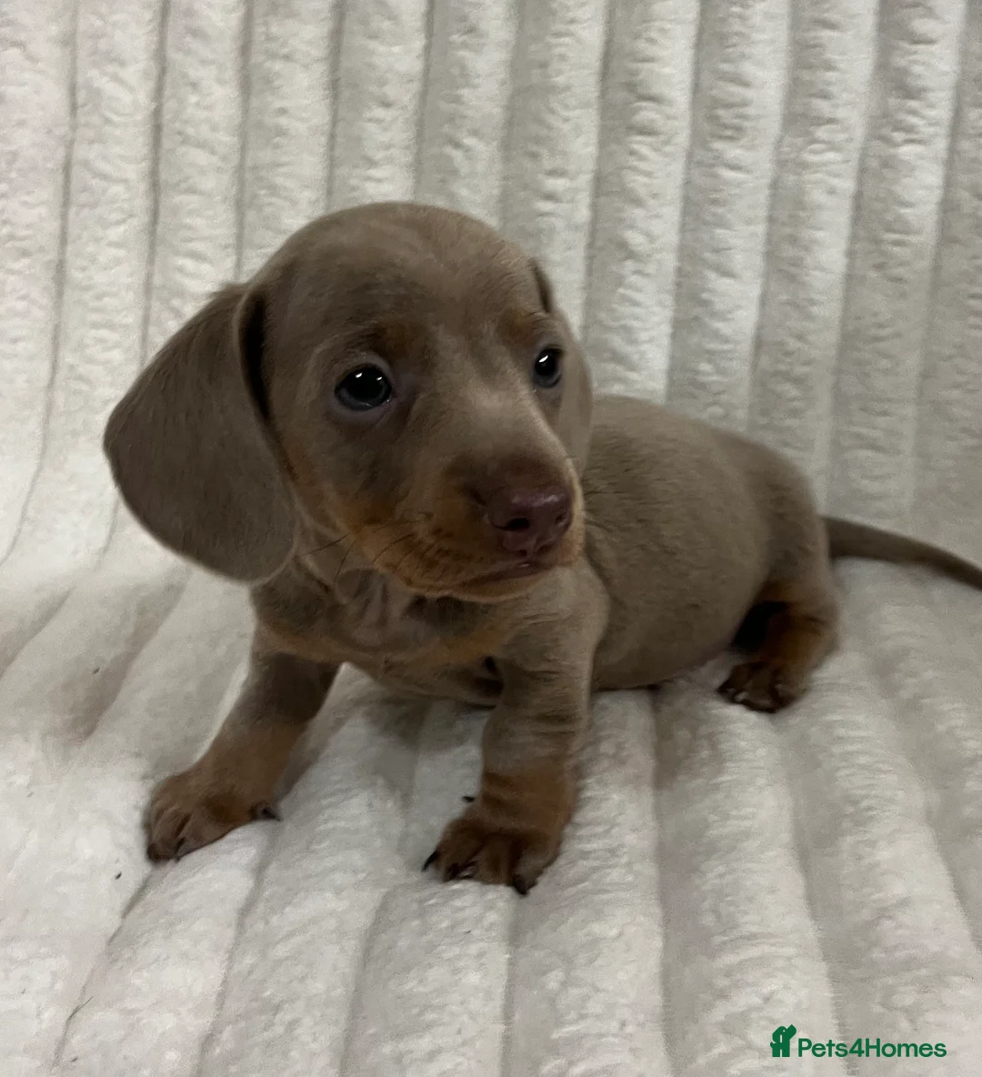 Miniature Dachshund dogs for sale: Stunning Isabella mini dachshund puppies - Advert 7