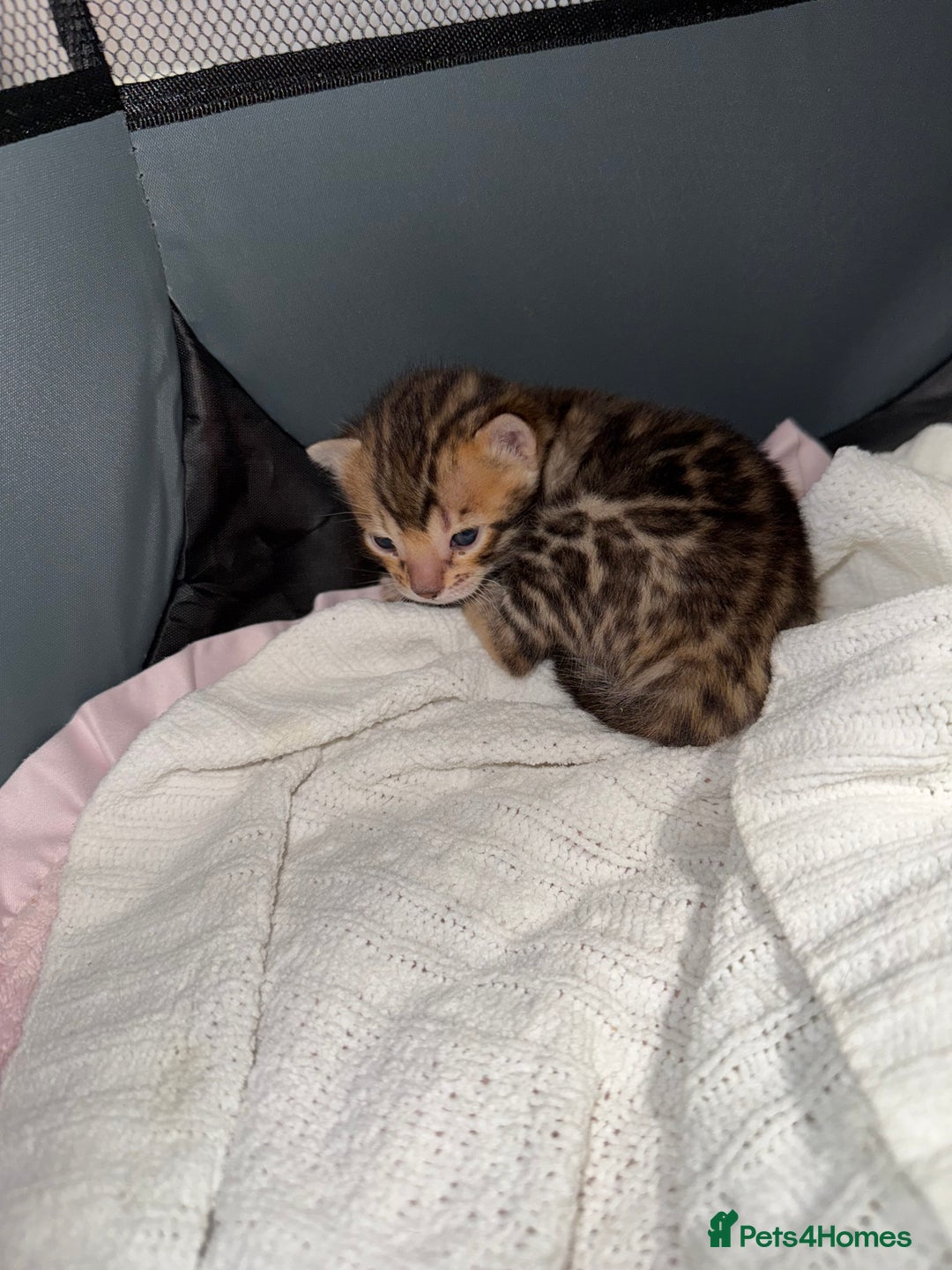 Bengal cats for sale: Pure Bengal Female kittens - Advert 13