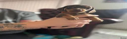 Miniature Dachshund dogs for sale: Long haired miniature daschunds - Advert 7