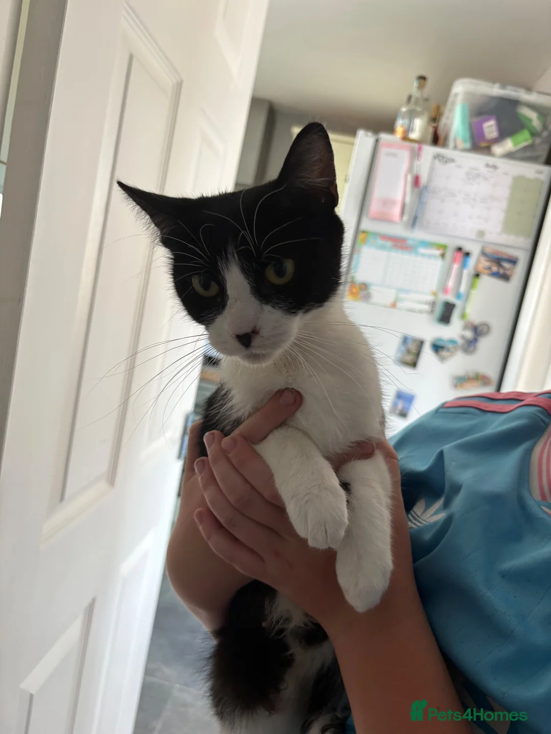 Mixed Breed cats for sale: 2 male cats for sale  - Advert 1