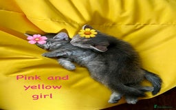 Siberian cats for sale: Siberian girl kittens ready for new home now - Image 13