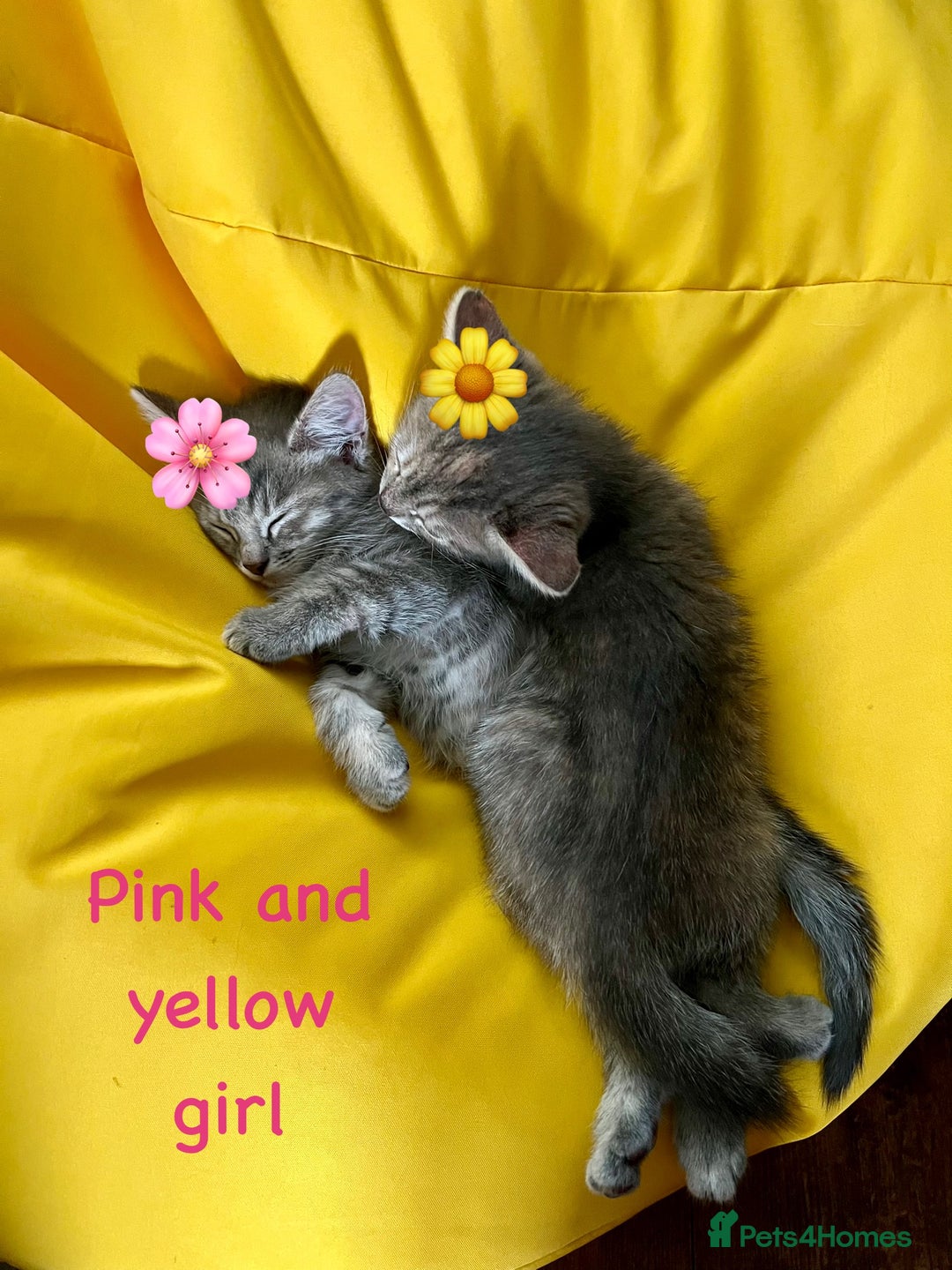 Siberian cats for sale: Siberian girl kittens ready for new home now - Image 13