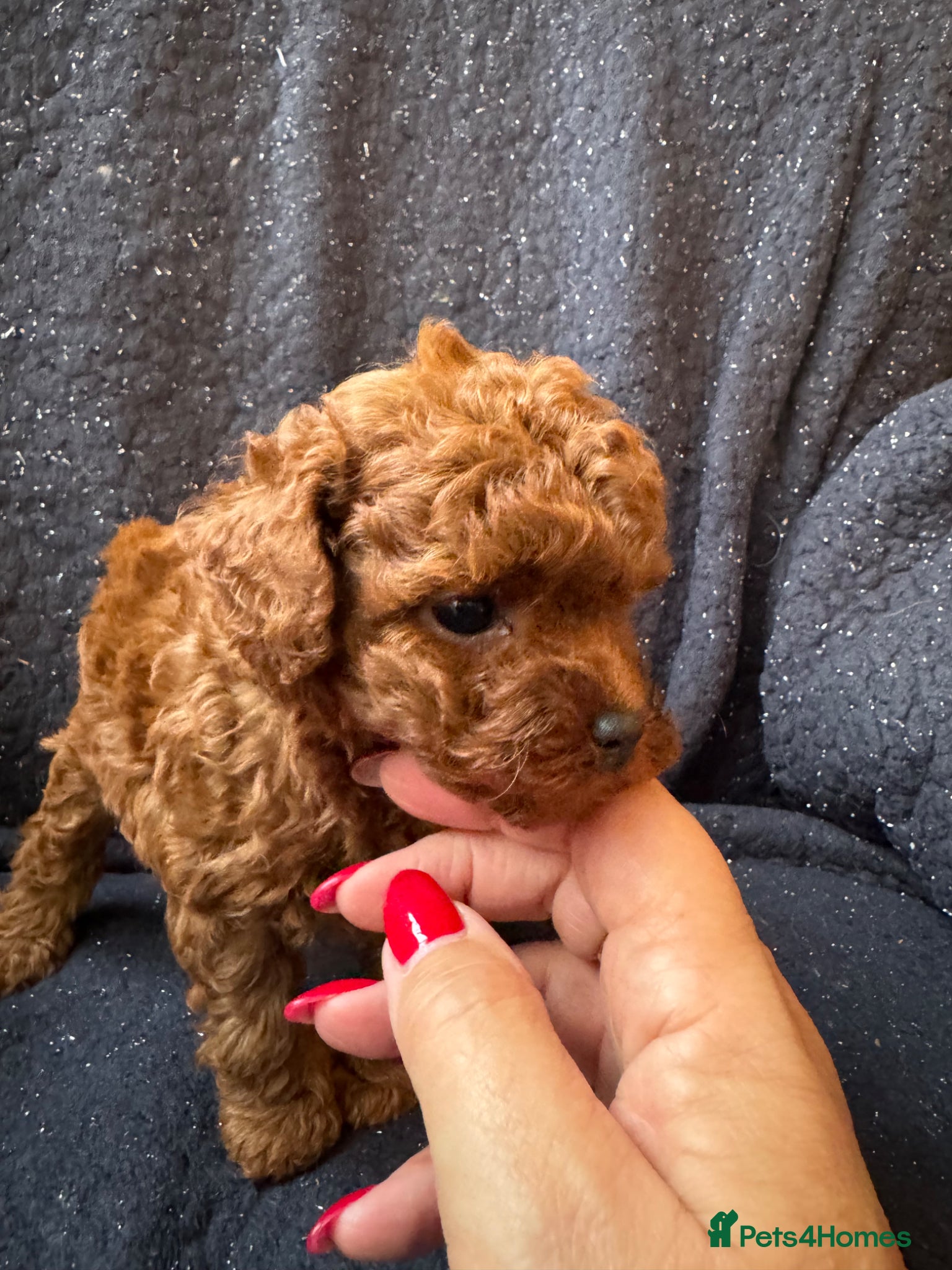 Toy Poodle dogs Asian Poodle Puppies *one male left* - Advert 12