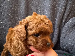 Toy Poodle dogs Asian Poodle Puppies *one male left* - Advert 12