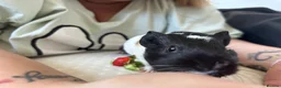Guinea Pig rodents for sale: Baby guinea pig  - Advert 1
