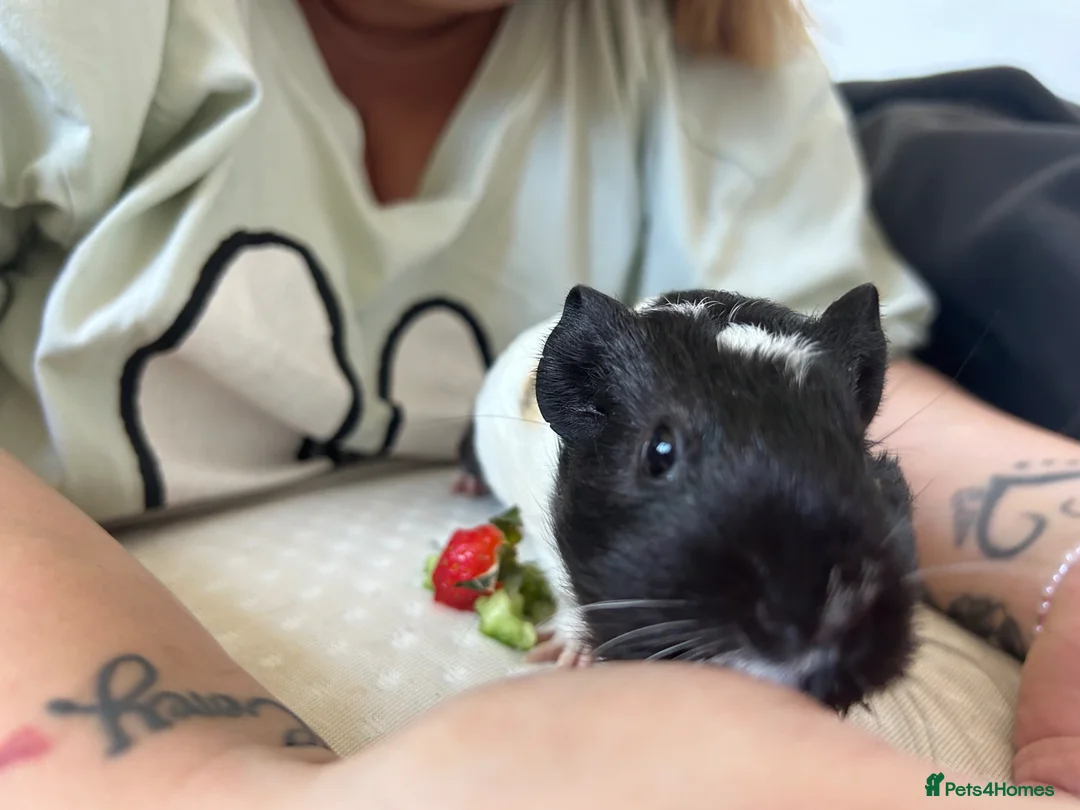 Guinea Pig rodents for sale: Baby guinea pig  - Advert 1