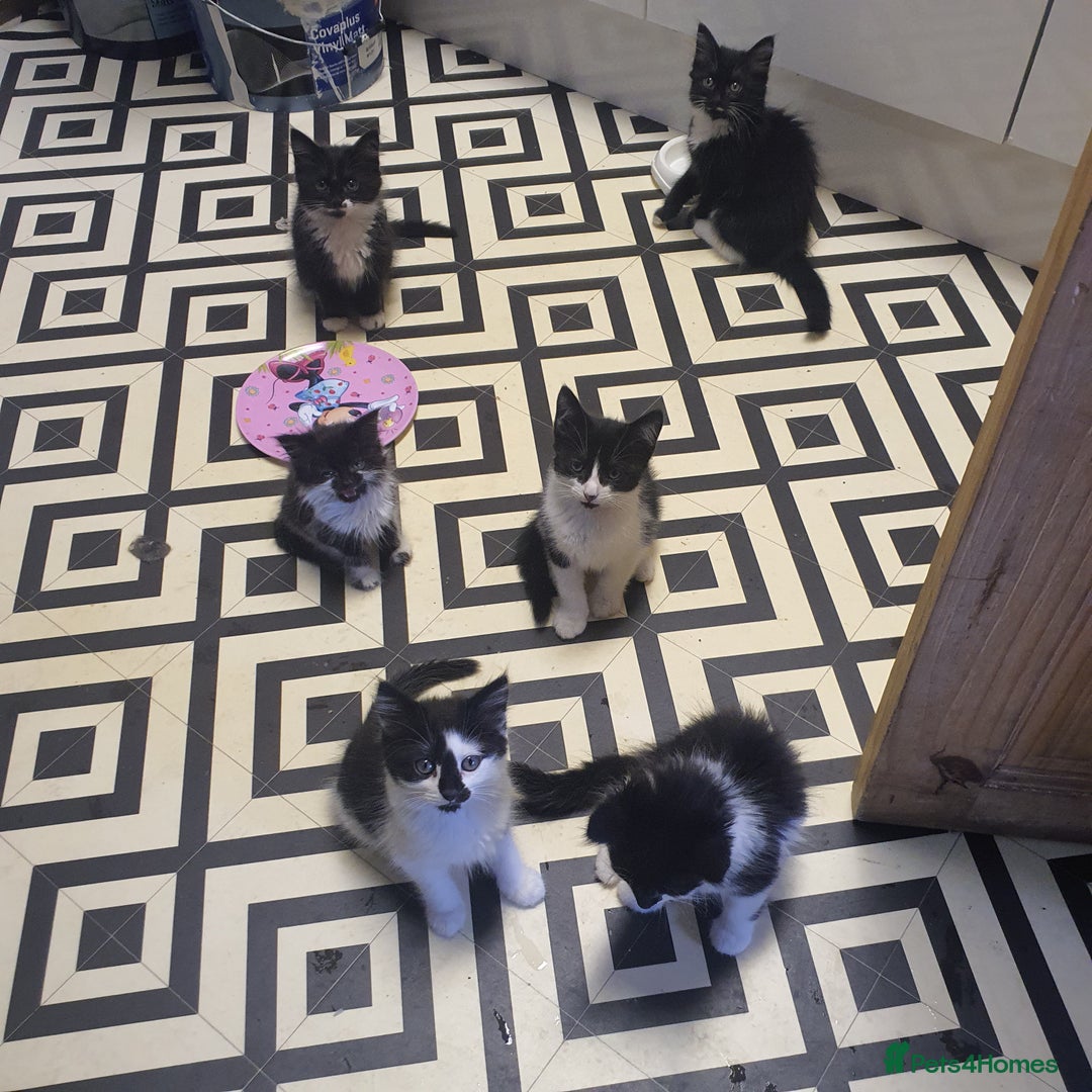 Mixed Breed cats for sale: Beautiful Black & White Tuxedo Kittens - Image 4