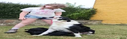 Bordoodle dogs for sale: Intelligent, affectionate, and low-shedding breed - Advert 12