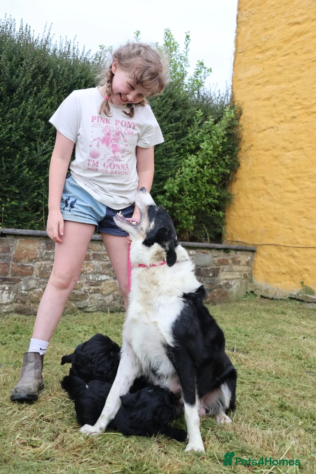 Bordoodle dogs for sale: Intelligent, affectionate, and low-shedding breed - Advert 12