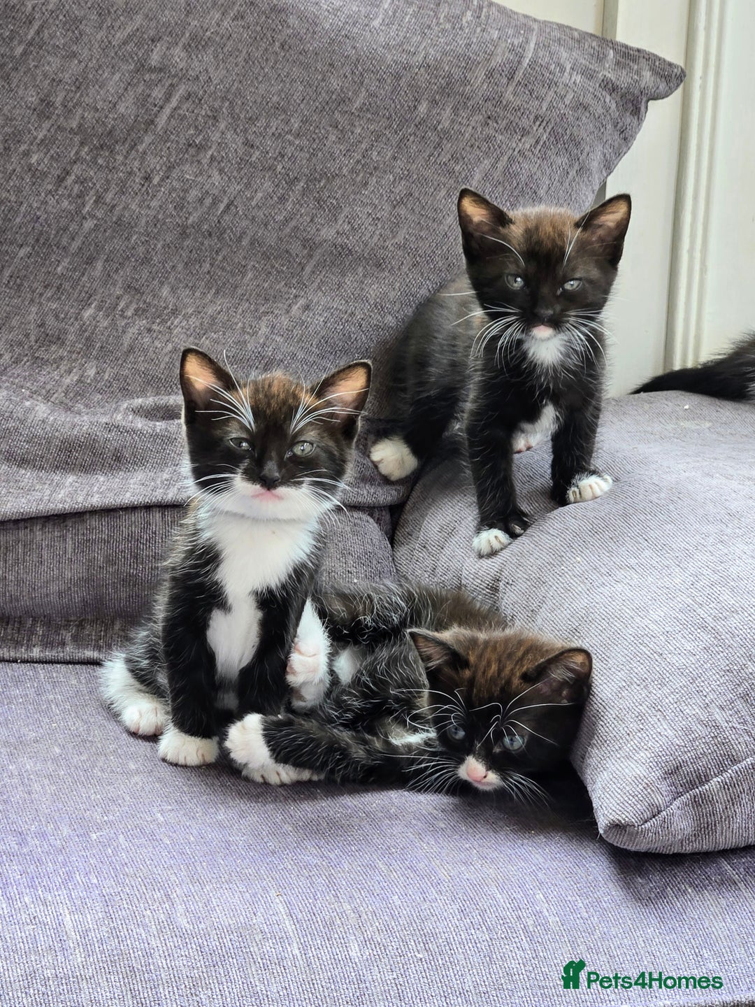 Mixed Breed cats for sale: Siamese Mum x Black and White kittens - Image 9