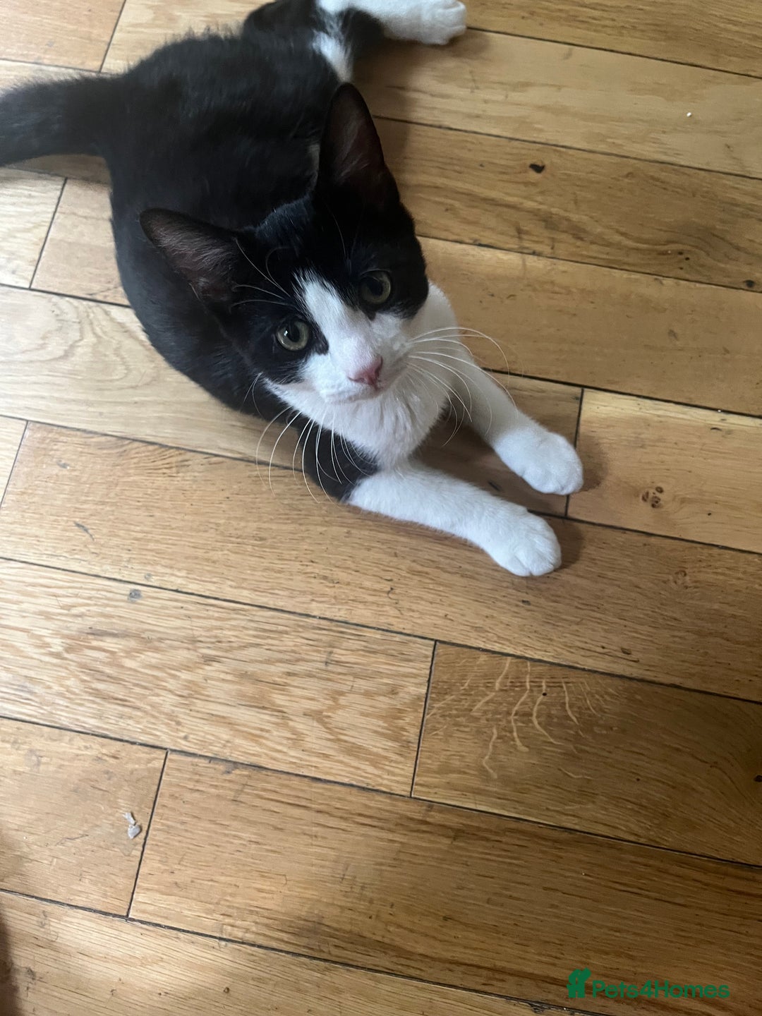 British Shorthair cats for sale: 1 black and white male cat for sale!!! - Image 1
