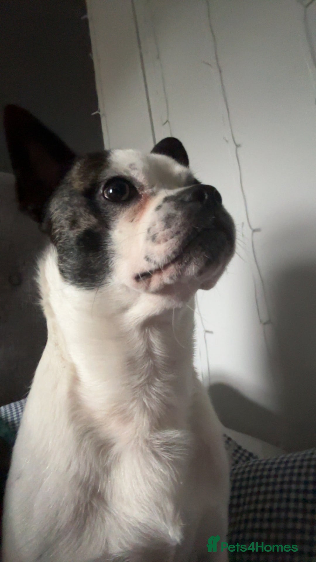 Jug dogs for sale: Max the jug  - Image 3